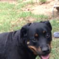 Photo of Bella ** A Pure Breed Rottweiler**