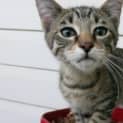 Photo of Coby