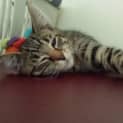 Photo of Coby