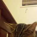 Photo of Lota
