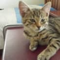 Photo of Lota