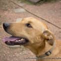 Photo of Daisy (Adoptedby Carer)~ Free To A Suitable Home ~