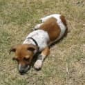Photo of Huey