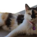 Photo of Missy