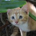 Photo of Noel Reduced Adoption Fee $80