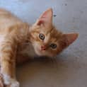 Photo of Noel Reduced Adoption Fee $80