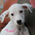 Photo of Tami
