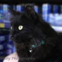 Photo of Ac0043 Daphne