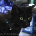Photo of Ac0043 Daphne