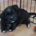 Photo of Holly (D2574) 