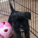 Photo of Holly (D2574) 