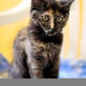 Photo of Roxy