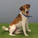 Photo of Honey