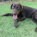 Photo of Coco *On Trial In Her New Home*