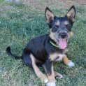 Photo of Ruthie *On Trial In Her New Home*