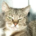 Photo of Tilly Adoption Fee $150