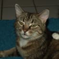 Photo of Tilly Adoption Fee $150