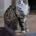 Photo of Missy (Bn C134) 