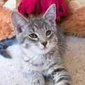 Photo of Scout   Perfect For The Elderly 