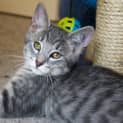 Photo of Scout   Perfect For The Elderly 