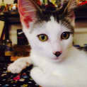 Photo of Pacino