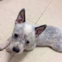 Photo of Arwen