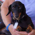 Photo of Apollo