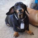 Photo of Lilly
