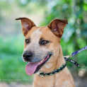 Photo of Buddy
