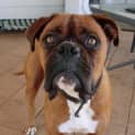 Photo of Duke *On Trial In His New Home*