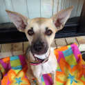 Photo of Narla (On Hold Pending Determination)