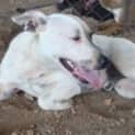 Photo of Gringo