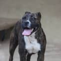 Photo of Ruby