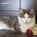 Photo of Lucky