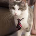 Photo of Lucky