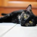Photo of Riva