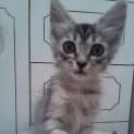 Photo of Xavier Quiet And Affectionate