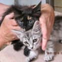 Photo of Xavier Quiet And Affectionate