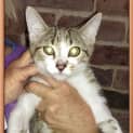 Photo of Tinker