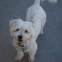 Photo of Peaches *On Trial In Her New Home*