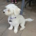 Photo of Peaches *On Trial In Her New Home*