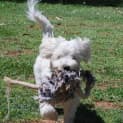 Photo of Peaches *On Trial In Her New Home*
