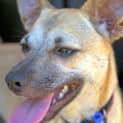 Photo of Narla (On Hold Pending Determination)
