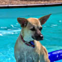 Photo of Narla (On Hold Pending Determination)