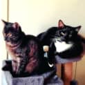 Photo of Smudge