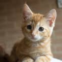 Photo of Willow