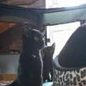 Photo of Midnight