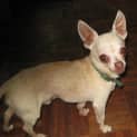 Photo of Toddles