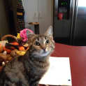Photo of Dixie