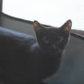 Photo of Ebony